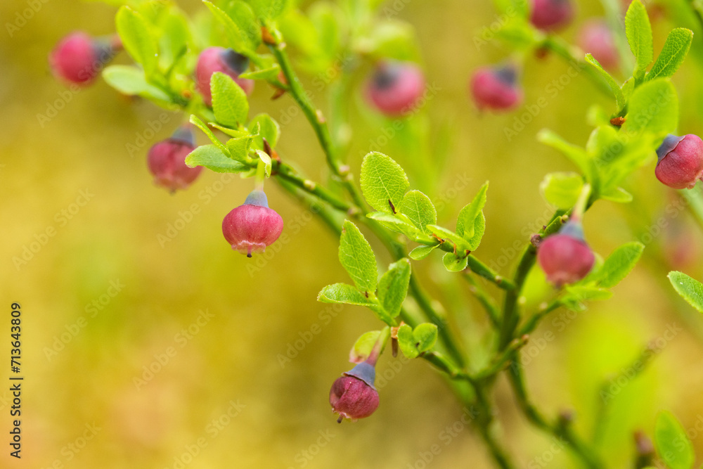 Close-up of pinkish European blueberry flowers in a forest in Salla National Park, Northern Finland Close-up of pinkish European blueberry flowers in a forest in Salla National Park, Northern Finland
