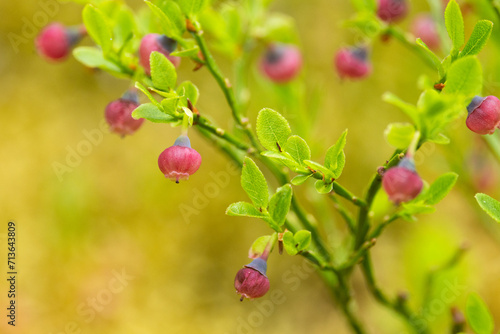 Close-up of pinkish European blueberry flowers in a forest in Salla National Park, Northern Finland