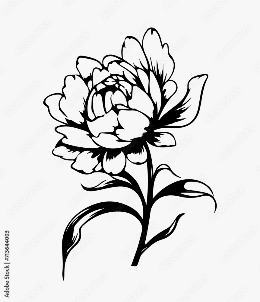 Peony in bloom flower illustration, sketch, line art Peony in bloom flower illustration, sketch, line art
