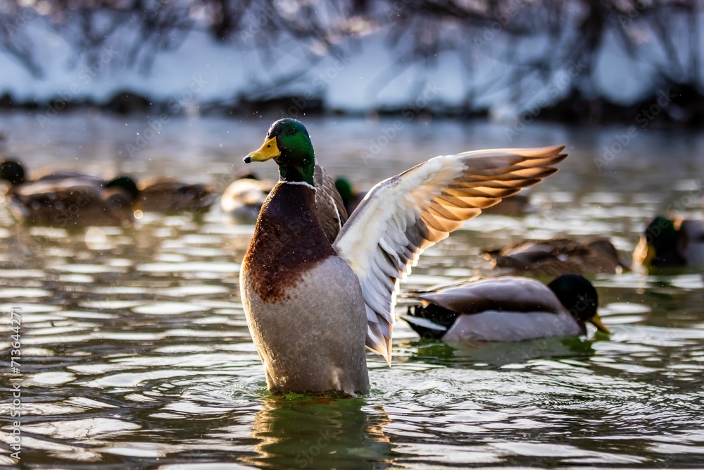 Fototapeta premium Duck flapping its wings in the water