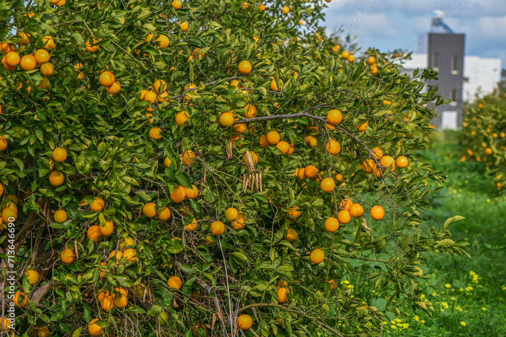 orange garden with oranges in a village on the Mediterranean 5