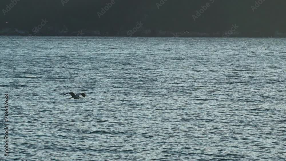 海の上を飛ぶ鳥(スローモーション) 海の上を飛ぶ鳥(スローモーション)