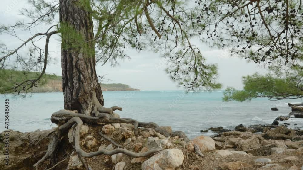 Pine roots intertwine with the wall of an ancient ruined house on the sea shore in a turquoise bay. Pine roots intertwine with the wall of an ancient ruined house on the sea shore in a turquoise bay.