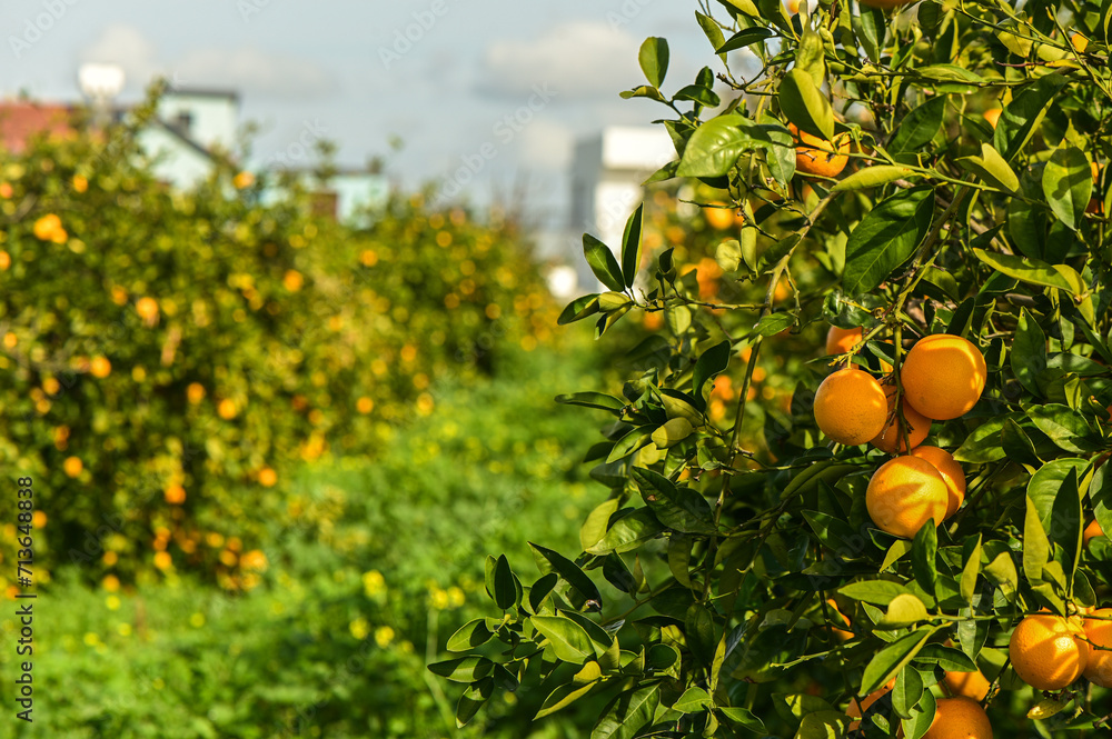 orange garden in a Mediterranean village 4 orange garden in a Mediterranean village 4