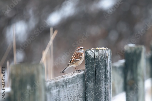 Sparrow pearched on a post  photo