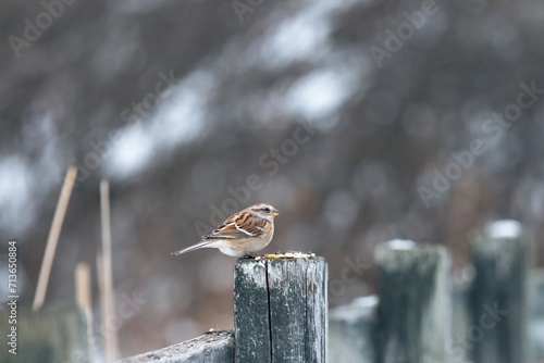 Sparrow pearched on a post  photo