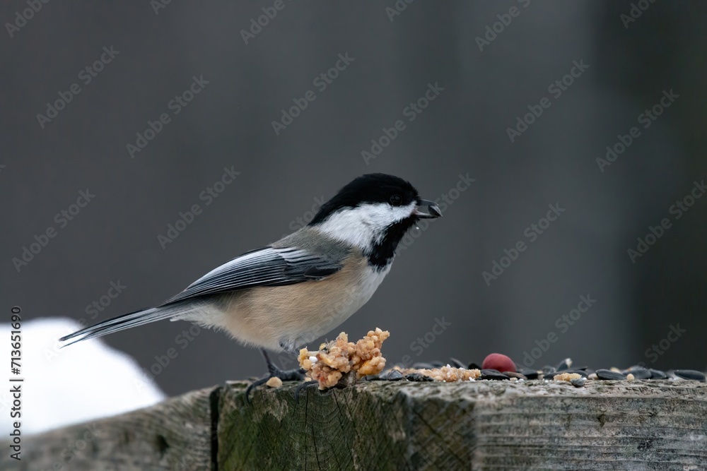 Naklejka premium Chickadee pearched on post 