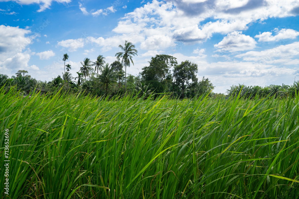 Green Jasmine rice field in Thailand, Ears Of Rice Swaying In The Wind, Young rice sprout ready to growing Green Jasmine rice field in Thailand, Ears Of Rice Swaying In The Wind, Young rice sprout ready to growing