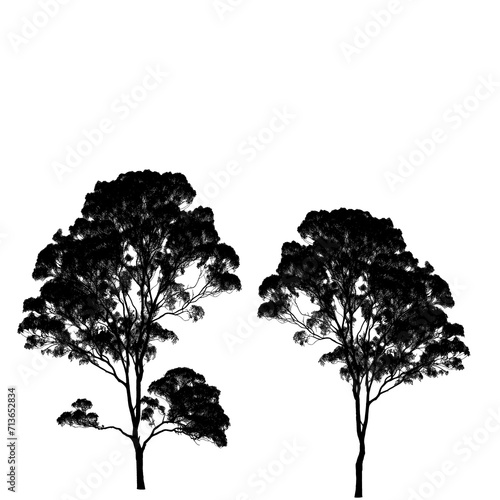 Majestic Gum Tree in black white background