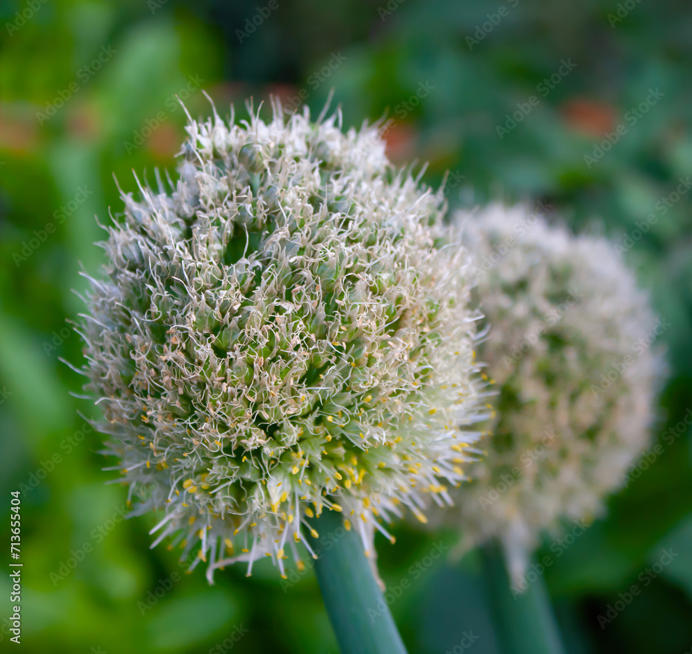 Blooming white onion flower allium. The vegetable ingredient is an edible and at the same time ornamental fully blossomed ball of tiny onion flowers. White Allium variation. Blooming white onion flower allium. The vegetable ingredient is an edible and at the same time ornamental fully blossomed ball of tiny onion flowers. White Allium variation.