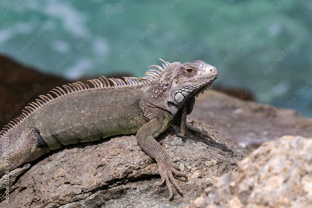 Closeup of Green Iguana (Iguana iguana) on the island of Aruba. Looking to the left, ocean in background.
Closeup of Green Iguana (Iguana iguana) on the island of Aruba. Looking to the left, ocean in background.