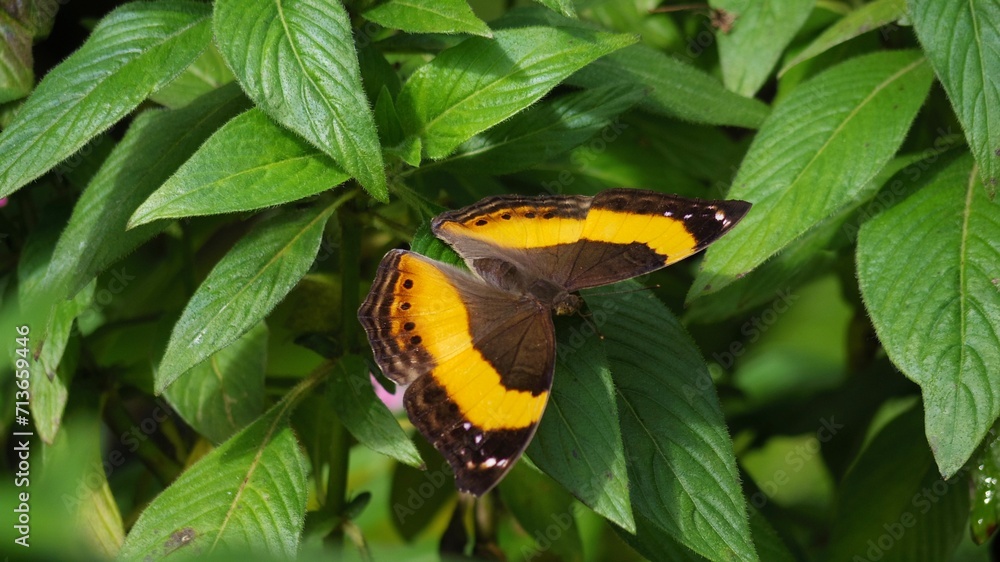 Yoma sabina, or orange lurcher butterfly, sitting on a tropical pentas lanceolata plant (Egyptian star flower) at the butterfly sanctuary in Kuranda, Cairns — Far North Queensland, Australia Yoma sabina, or orange lurcher butterfly, sitting on a tropical pentas lanceolata plant (Egyptian star flower) at the butterfly sanctuary in Kuranda, Cairns — Far North Queensland, Australia