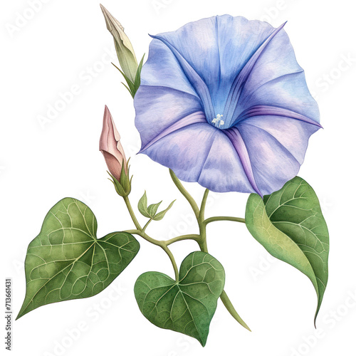 Watercolor illustration of a purple morning glory flower  transparent background  PNG 
