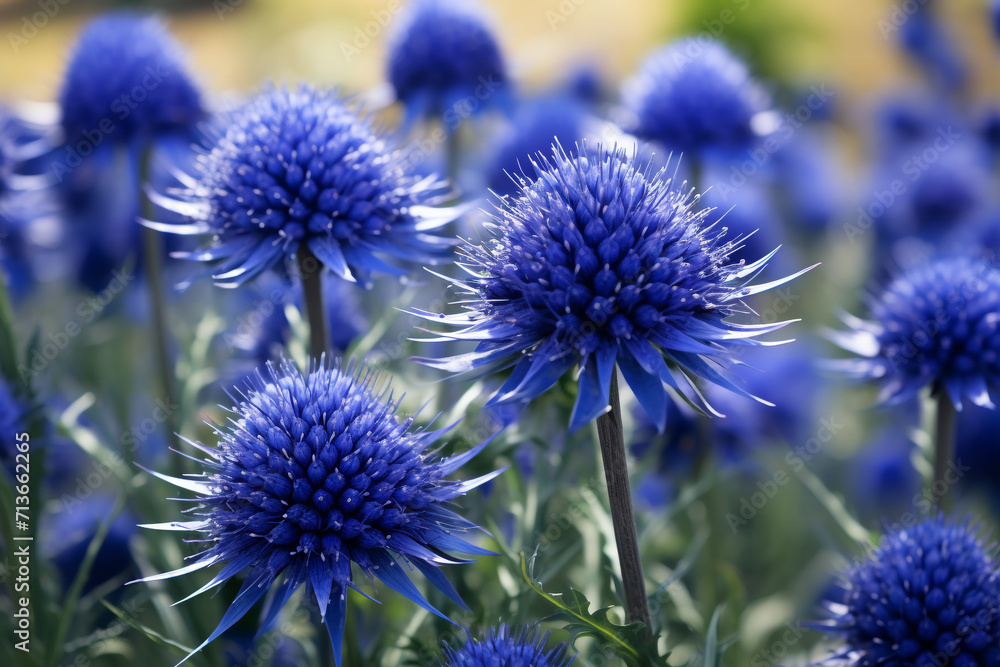 Blue flowers Echinops on a nature background Blue flowers Echinops on a nature background