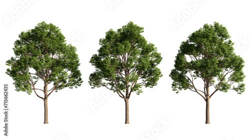 set of big trees, Acer tree, 3d rendering with transparent background © ANDRIBENKY