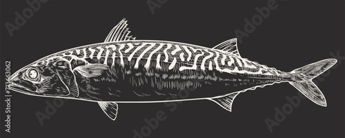 Mackerel fish. Vector illustration in engraving style.