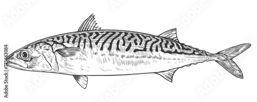 Mackerel fish. Vector illustration in engraving style.