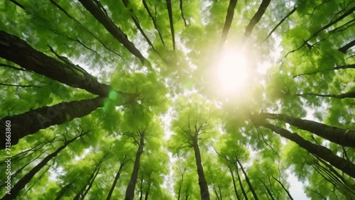 view of the trees from below video footage 2k 60fps