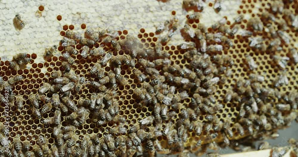 Bees, farm and beehive, sustainability and honeycomb with insects for beekeeping, environment with conservation and nature. Honey, production and agriculture with process and beeswax for harvesting Bees, farm and beehive, sustainability and honeycomb with insects for beekeeping, environment with conservation and nature. Honey, production and agriculture with process and beeswax for harvesting