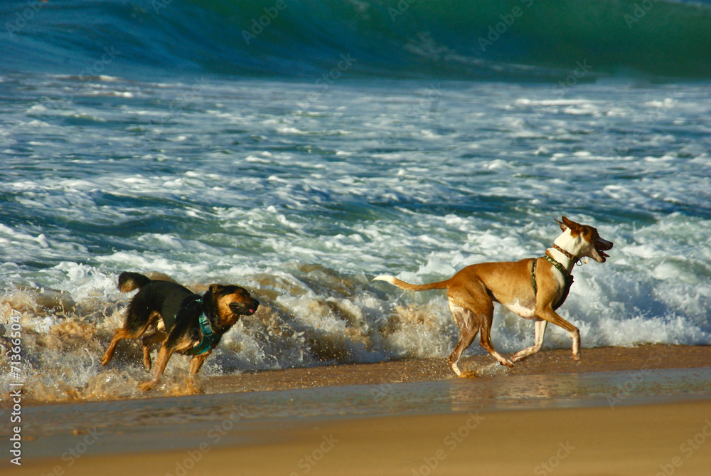 dogs on the beach dogs on the beach