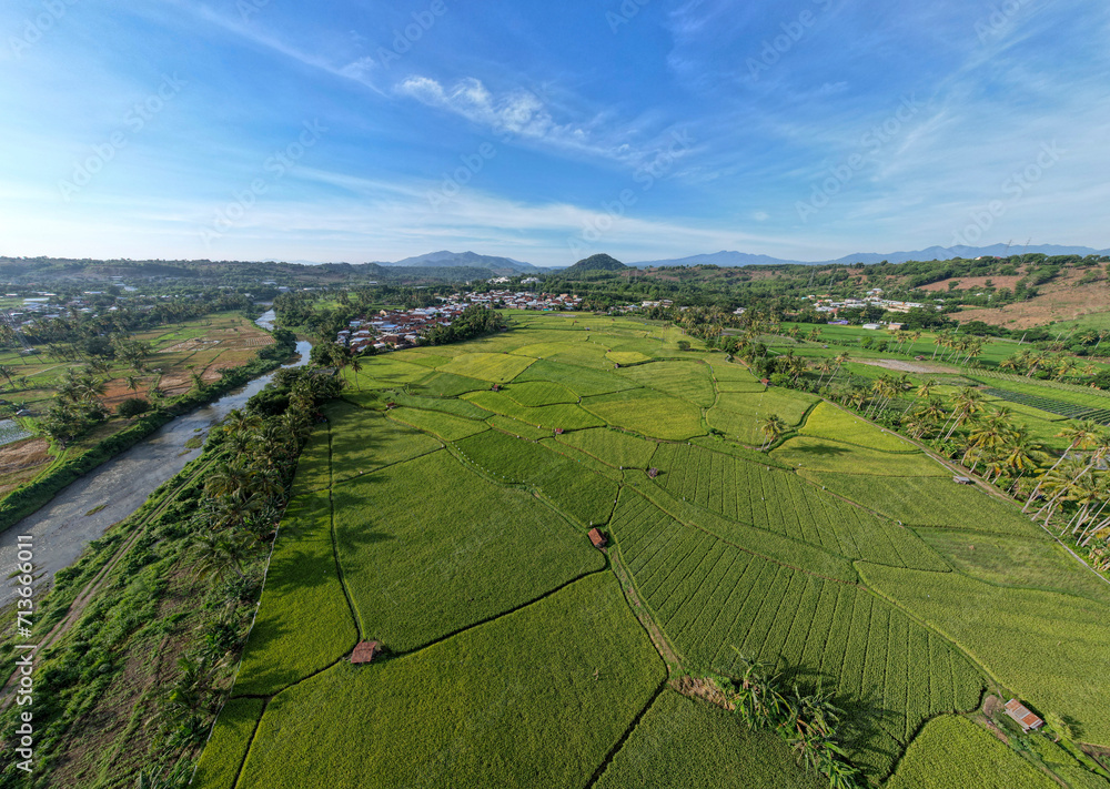 Aerial agriculture in rice fields, yellow rice field

