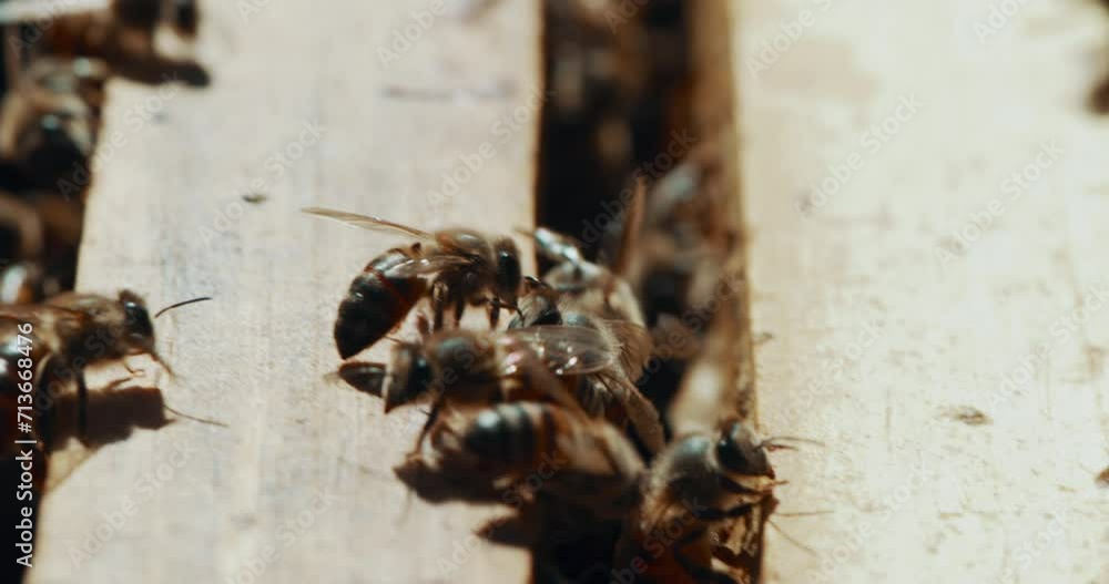 Bees, farm and environment, beekeeping and wood box with insects for pollen, sustainability and hive, conservation and nature. Honey, production and agriculture, process and beeswax for harvesting Bees, farm and environment, beekeeping and wood box with insects for pollen, sustainability and hive, conservation and nature. Honey, production and agriculture, process and beeswax for harvesting