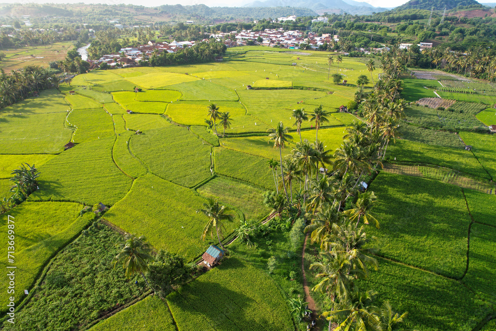 Rice field aerial Shot at east of Indonesia. Rice field at Sumbawa village, Aerial agriculture in rice fields