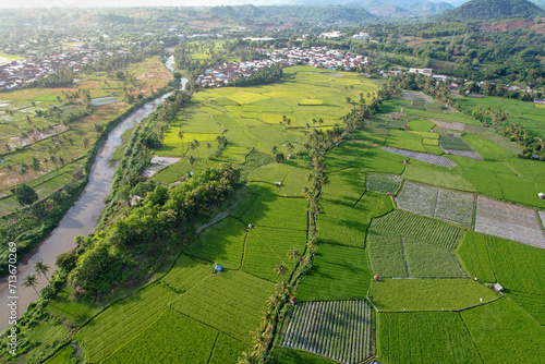 Rice field aerial Shot at east of Indonesia. Rice field at Sumbawa village, Aerial agriculture in rice fields