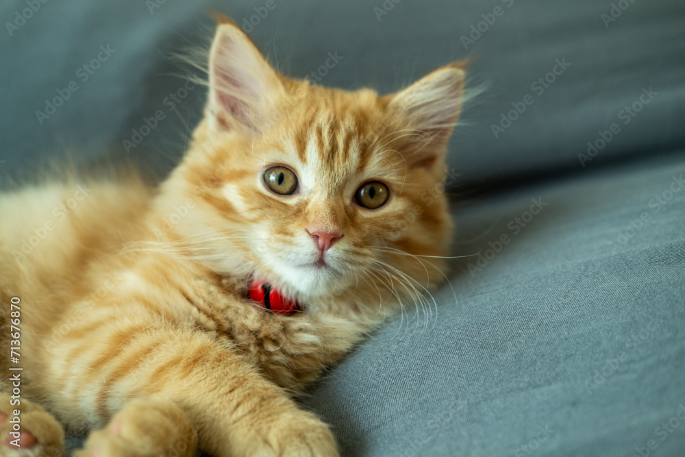 Cute orange kitten doing various poses