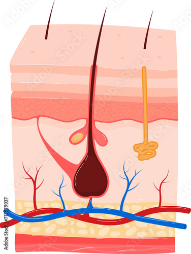 Detailed cross-section of human skin showcasing hair follicles, sweat gland, and blood vessels. Educational diagram for dermatology. Vector illustration.