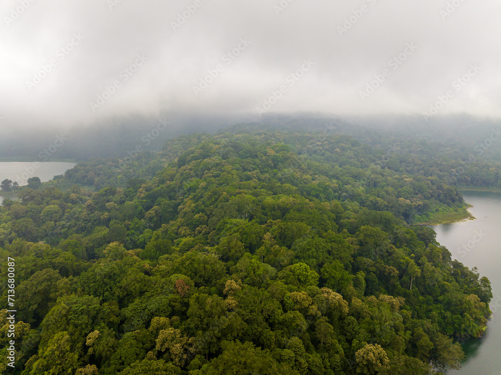 Fototapeta premium Dense forest in fog and clouds, mountains of Bali near Munduk, Indonesia