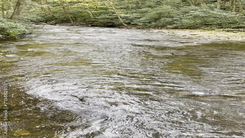 Calming waters of a stream flow into the forest.