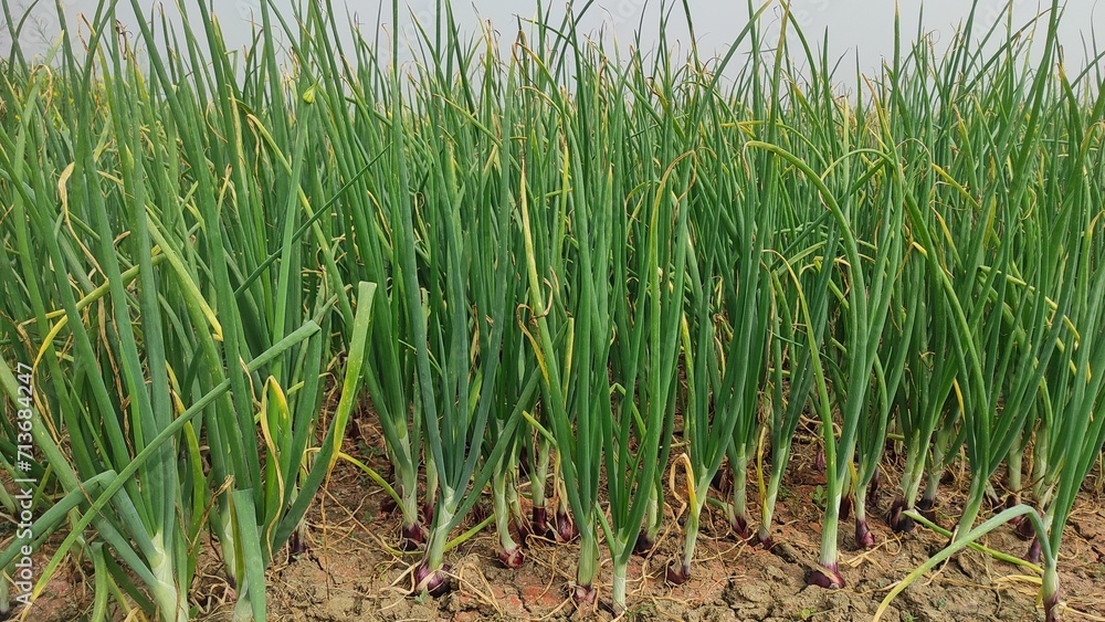 Obraz premium green rice field