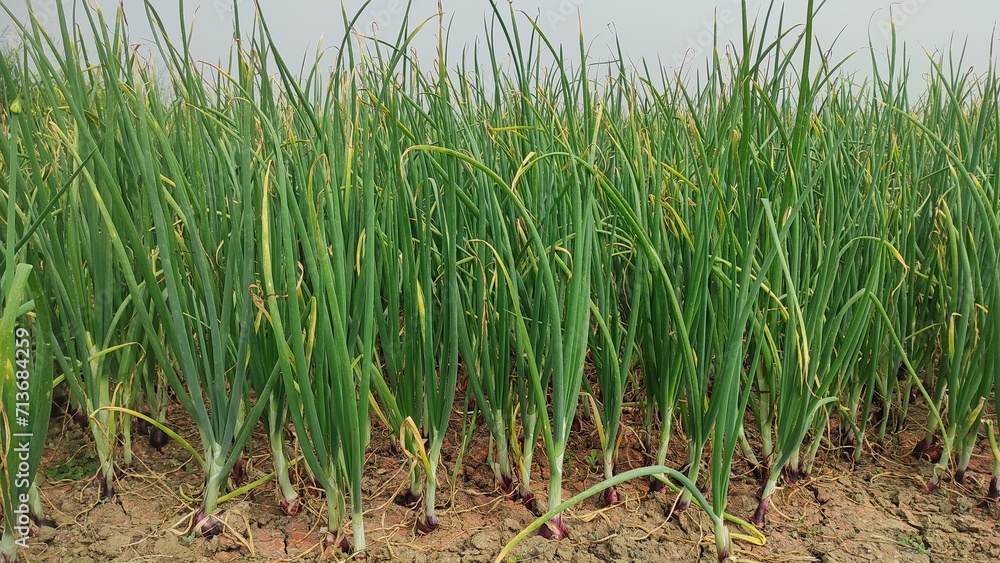 Obraz premium Beautiful onion plants on the farm.Green onions plant growing in the field.