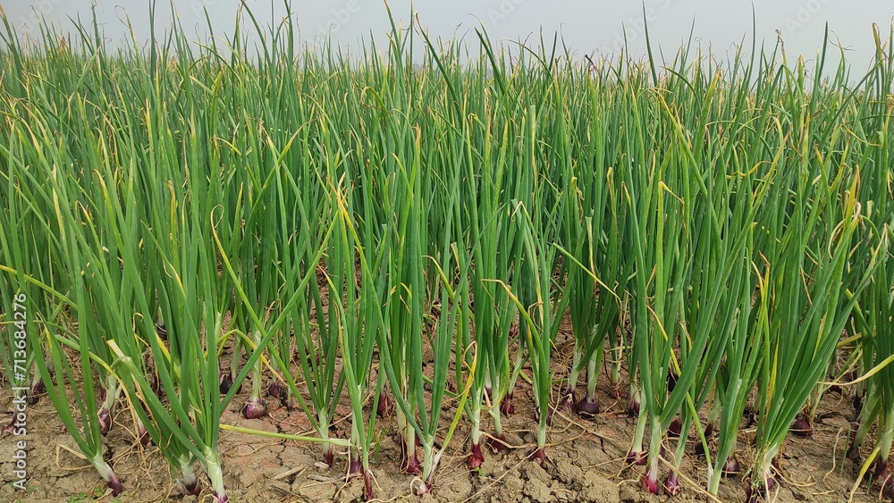 Obraz premium Beautiful onion plants on the farm.Green onions plant growing in the field.
