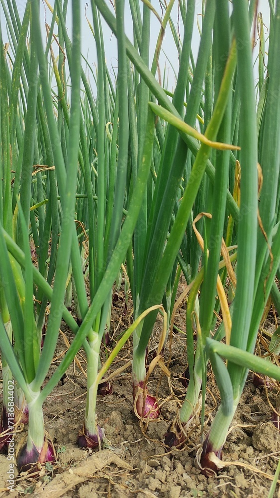 Obraz premium Beautiful onion plants on the farm.Green onions plant growing in the field. 