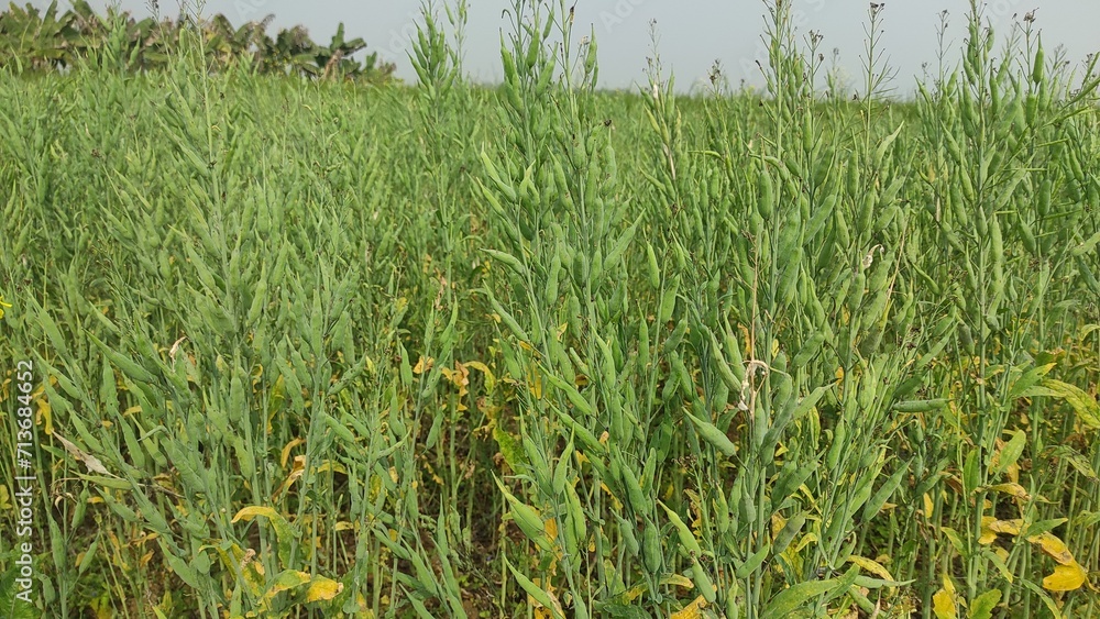 Obraz premium Ripping mustard crop field, rapeseed plant pods close up image Green mustard pods growing at agriculture field. Ripping mustard crop field, mustard plant pods on blue cloud sky background, rural India