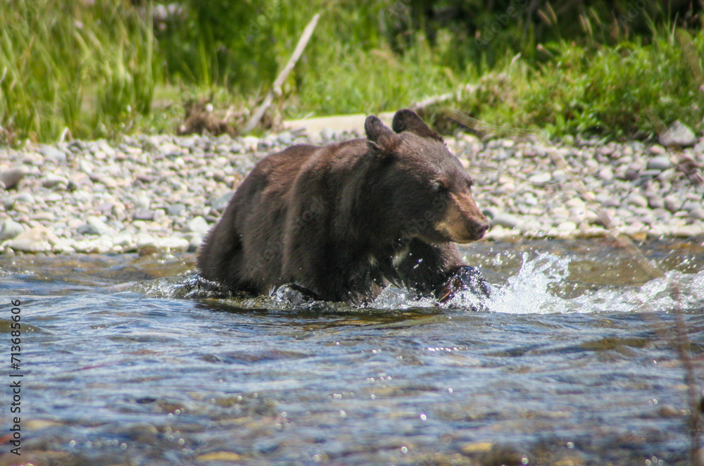 A young black bear is running along the shore of the Snake River in Grand Teton National Park A young black bear is running along the shore of the Snake River in Grand Teton National Park