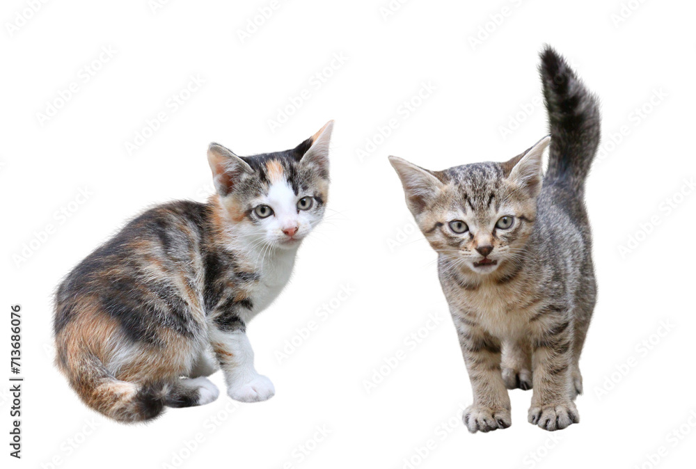 Fototapeta premium 子猫