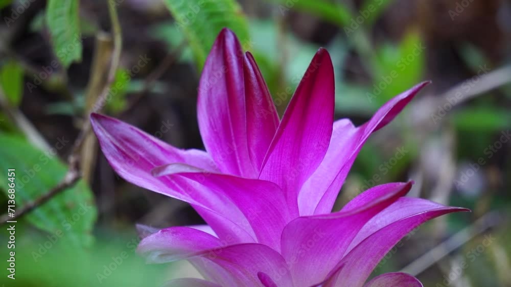 Tumeric flower (Curcuma longa) with a natural background. Tumeric flower (Curcuma longa) with a natural background.