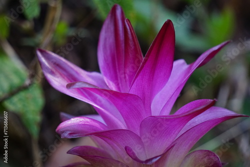 Tumeric flower (Curcuma longa) with a natural background. photo