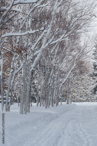 北海道の冬の公園の白樺並木と沿道
