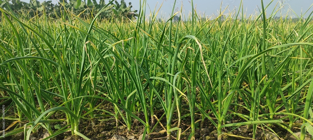 Obraz premium organically cultivated garlic plantation in the vegetable garden. Small sapling of garlic. Garlic Plants on a Ground. Early garlic plants on a ground in spring close up.