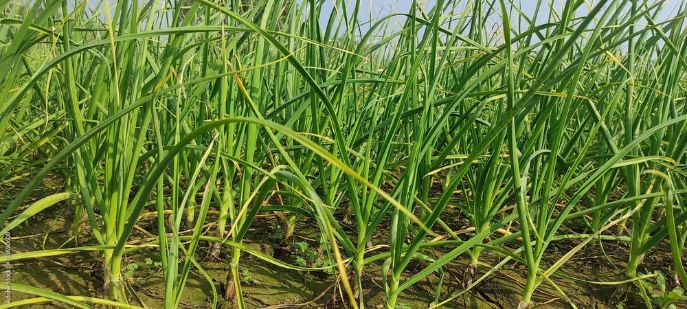 Fototapeta premium organically cultivated garlic plantation in the vegetable garden. Small sapling of garlic. Garlic Plants on a Ground. Early garlic plants on a ground in spring close up.