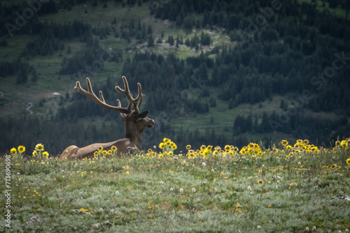 Top of the World - this  solitary elk is admiring the surroundings near the summit at Rocky Mountain National Park