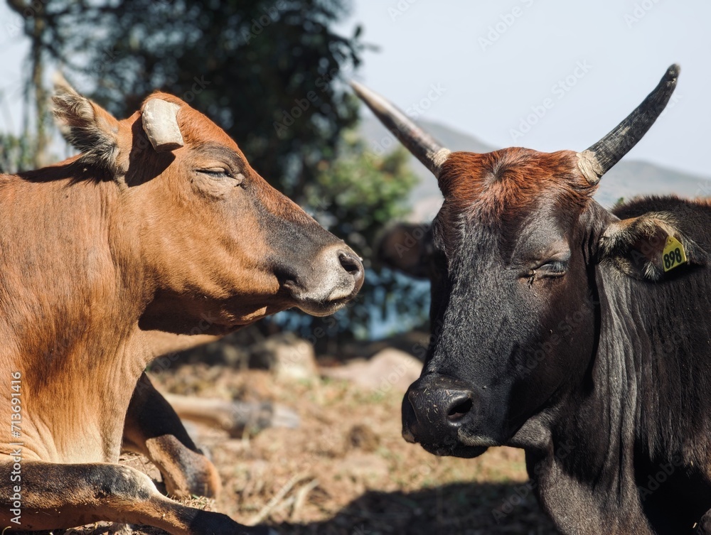 Two cows facing each other, one brown and one black. They have tags on their ears and horns on their heads.