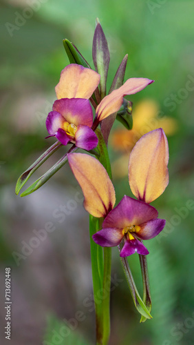 Close-up of Purple Pansy Orchid (Diuris longifolia) - Collie, Western Australia