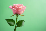 Beautiful pink rose with leaves on green background