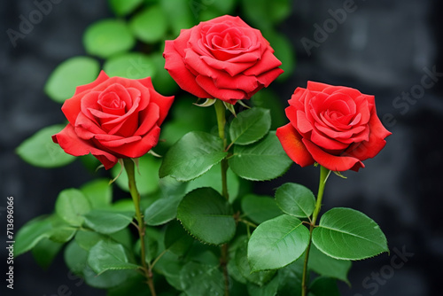 three red roses together on a green background grow in park