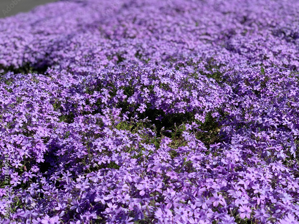 紫の芝桜